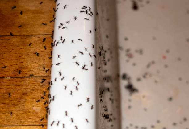 Best Exterminator Services  in Newburgh, IN